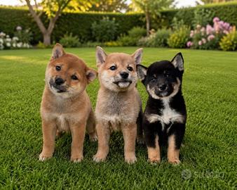 Straordinari cuccioli Shiba Inu