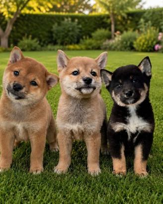 Straordinari cuccioli Shiba Inu