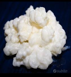 Grani di kefir di qualità 