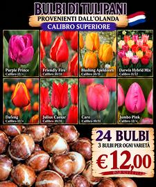 BULBI DI TULIPANI OLANDESI DI CALIBRO SUPERIORE