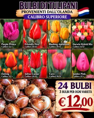 BULBI DI TULIPANI OLANDESI DI CALIBRO SUPERIORE