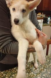 Cuccioli husky