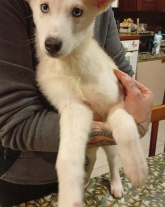 Cuccioli husky