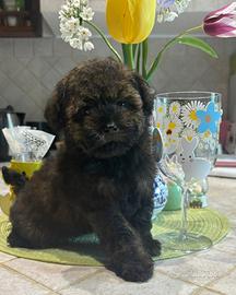 Barboncino particolor mini