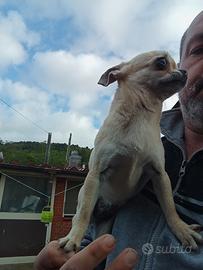 Chihuahua
