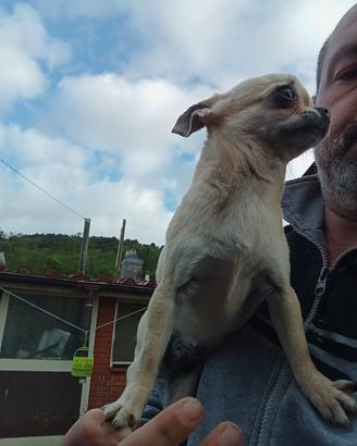 Chihuahua