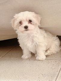 Cuccioli di maltese