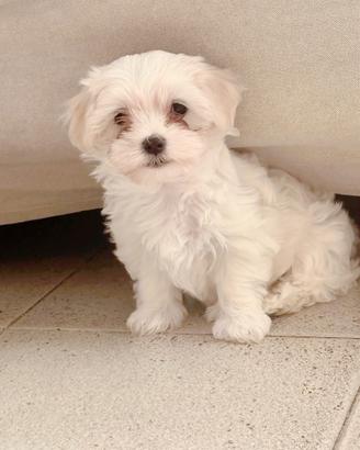 Cuccioli di maltese