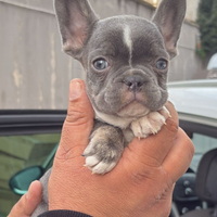 Cuccioli di Bulldog Francese