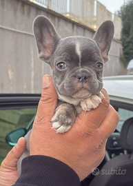 Cuccioli di Bulldog Francese