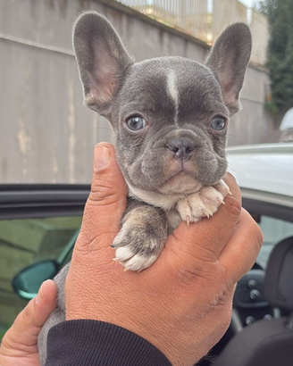 Cuccioli di Bulldog Francese