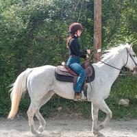 Quarter horses