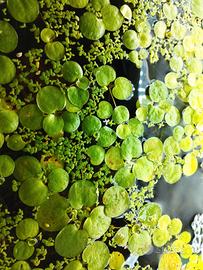 pianta acquario galleggiante 