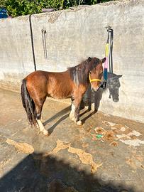 Mini pony
