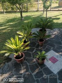 Lotto  6 Piante Cycas 