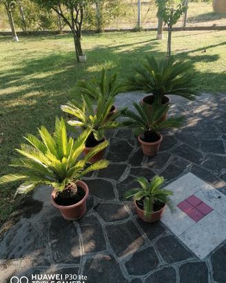Lotto  6 Piante Cycas 