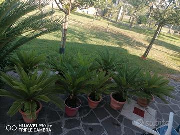 Lotto 10 Piante Cycas 