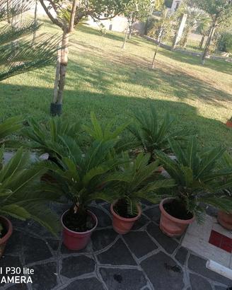 Lotto 10 Piante Cycas 