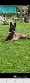 Pastore belga Malinois