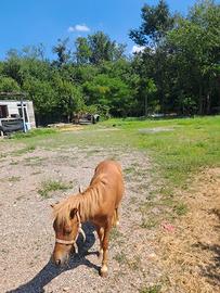 Pony