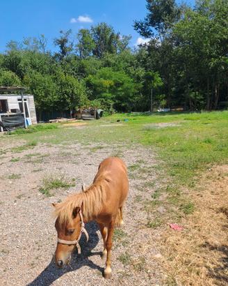 Pony