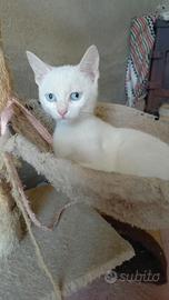 Gattino cucciolo.