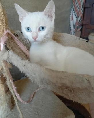 Gattino cucciolo.