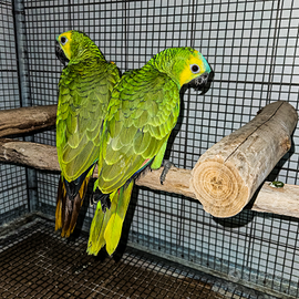 Coppia amazzone fronte blu 2025