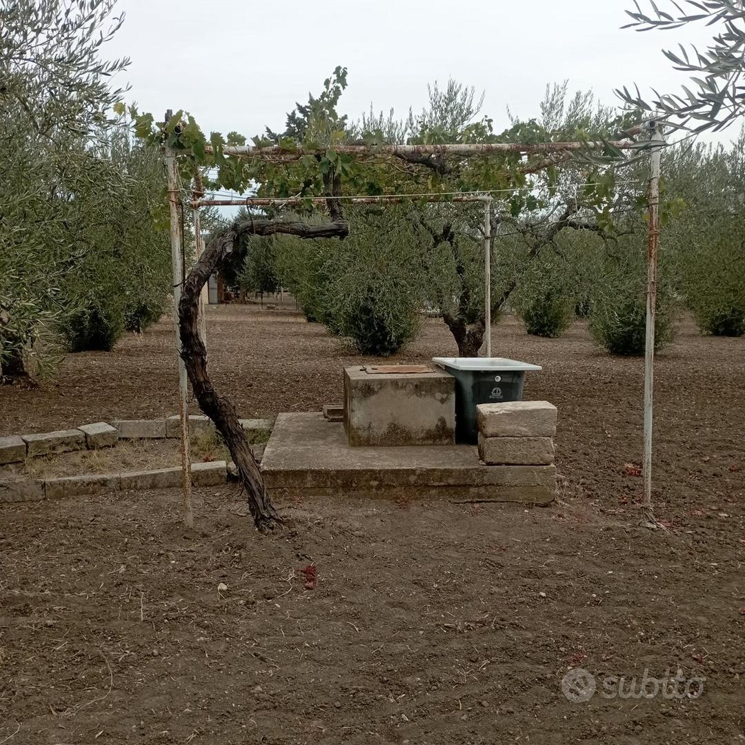 Terreno agricolo con uliveto da privato - Vista 4