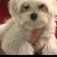 Maltese con pedigre