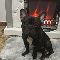 Ripropongo bulldog francese per monta