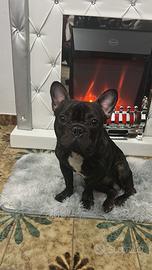 Ripropongo bulldog francese per monta