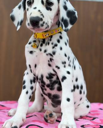 Femmina dalmata