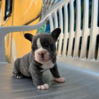 Bulldog francese