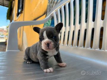 Bulldog francese