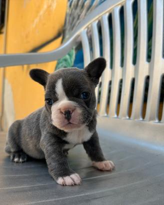 Bulldog francese
