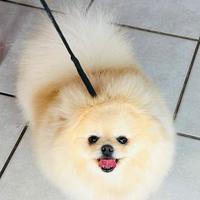 Spitz di Pomerania adulta