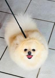 Spitz di Pomerania adulta