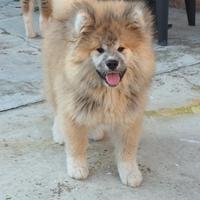 Akita inu pelo lungo cucciolo