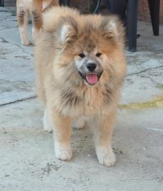 Akita inu pelo lungo cucciolo