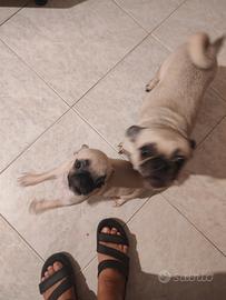 Carlino chug