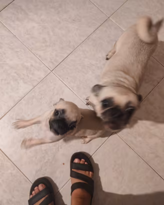 Carlino chug