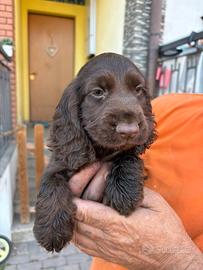Cuccioli cane cocker