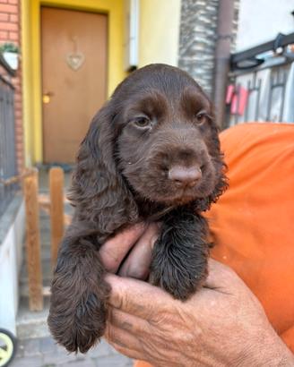 Cuccioli cane cocker