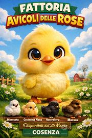 Pulcini moroseta,marans legbar e collo nudo