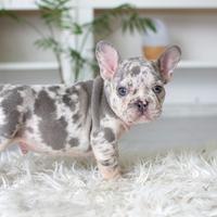 Cuccioli bulldog francesi blu merle maschi