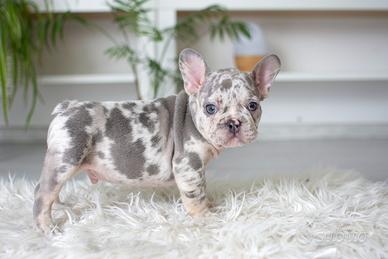 Cuccioli bulldog francesi blu merle maschi
