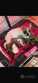 Bulldog francese