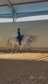 PRE 11 anni da dressage