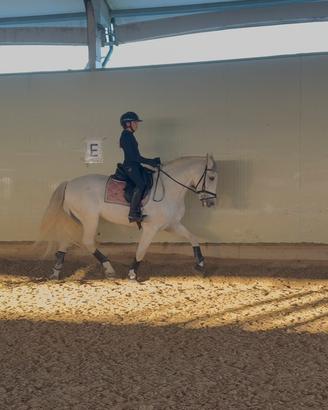 PRE 11 anni da dressage